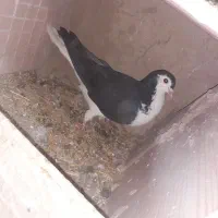 کفتر ساده سیا و المانی زرد