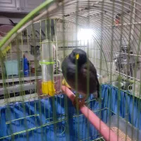 پرنده مینا ماده باقفس