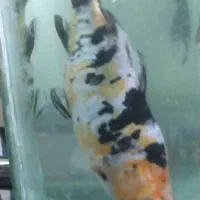 ماهی کوی نژاد دار|ماهی|تهران, ائمه اطهار|دیوار