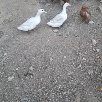 اردک فروشی|پرنده|ساروق, |دیوار