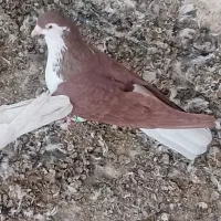 کبوتر رنگی