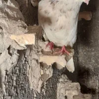 کفترپرشی وجفتگاه|پرنده|مشهد, رده|دیوار