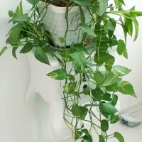 گلدان پتوس