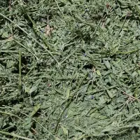 یونجه هایلند|لوازم جانبی حیوانات|مشهد, شایه|دیوار