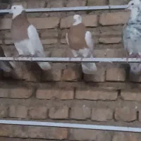 طوقی‌‌نروماده‌