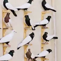 کبوتر سینه