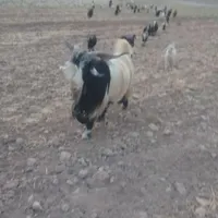 یک عدد بده دو ساله
