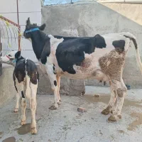 گاوگوساله ماده اصیل