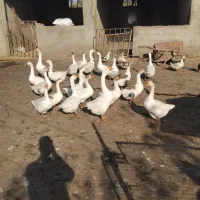 غاز|پرنده|گنبد کاووس, |دیوار