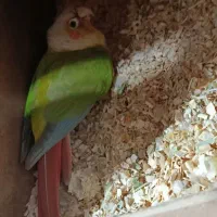 جفت گرینچیک کارداده و ماده آماده|پرنده|بردسکن, |دیوار