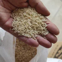 برنج دم سیاه لایین
