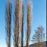 نهال صنوبر ۲ساله|گل و گیاه طبیعی|میاندوآب, |دیوار