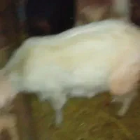 بز آبستن داشتی|حیوانات مزرعه|دورود, |دیوار