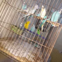 پرنده|پرنده|میناب, |دیوار