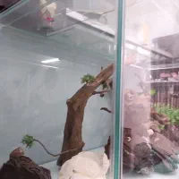 آکواریوم پلنت|ماهی|مشهد, امیریه|دیوار