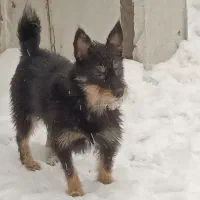 سگ گمشده|حیوانات|تهران, نارمک جنوبی|دیوار