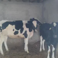 سه عددگوساله ماده