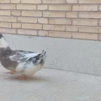اوردک
