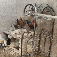 مرغ و خروس