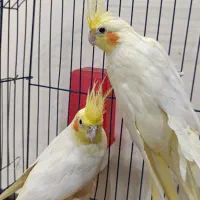 عروس هلندی مولد