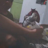 عکس|پرنده|کوهدشت, |دیوار