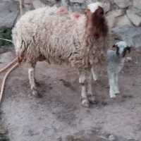 یک عدد میش شکم اول درجه یک بایک بره ماده