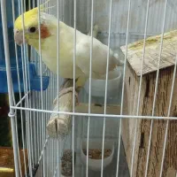 5عدد عروس هلندی سالم و سرحال|پرنده|ری, سیزده آبان|دیوار