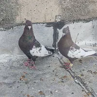 کفتر|پرنده|مرودشت, بیست متری بیمارستان|دیوار