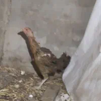 مرغ لاری اصیل
