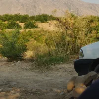 فروش باغ لیموترش