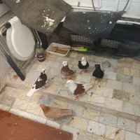 پرنده