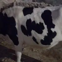 فروش گاو