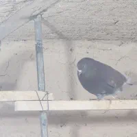 سرخ و زره ای پرشی بشرط