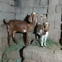 گیسه با کره ماده فروشی