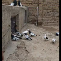 کفتر|پرنده|بروجرد, |دیوار