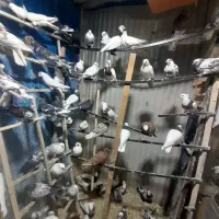 بار جدید کبوتر ۱۲۰ عدد|پرنده|ایلام, |دیوار