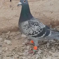 . آلمانی .سبز .پولکی|پرنده|کاشمر, |دیوار