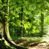 باغداری و هرس کار