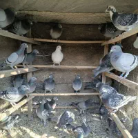 کبوتر پلاکی مسافتی