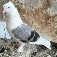 سوز نر پا بافته