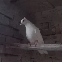 کبوتر|پرنده|مراغه, |دیوار