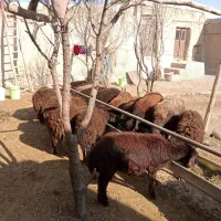 گوسفند، بره قزل افشار نر وماده|حیوانات مزرعه|سراب, |دیوار