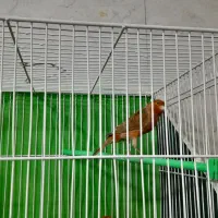 قناری رسمی سرخ مولد روی تخم|پرنده|مشهد, تلگرد|دیوار