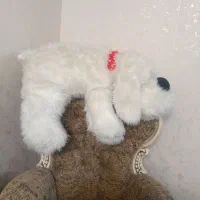 عروسک|اسباببازی بچه|تهران, شکوفه|دیوار