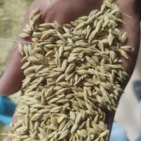 جو بذری بهمن پایه کوتاه آماده کاشت