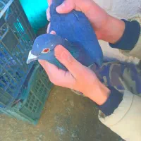 کبوتر مسافتی|حیوانات|سلماس, |دیوار