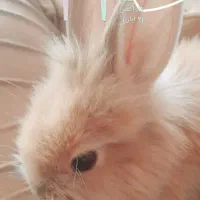 واگذاری خرگوش بیمار