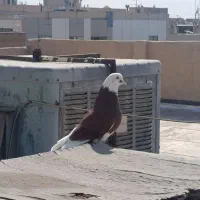 شازده ‌ قرمز سوقدیم