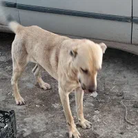 سگ یک سال سرابی