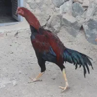 ۴ عدد خروس لاری شش ماهه دونک بالا سالم|حیوانات مزرعه|میانه, |دیوار